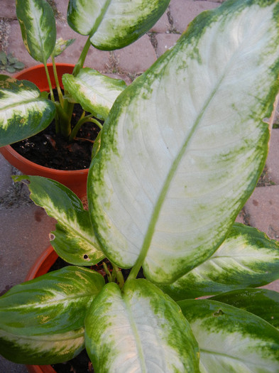 Dieffenbachia maculata (2012, Nov.04)