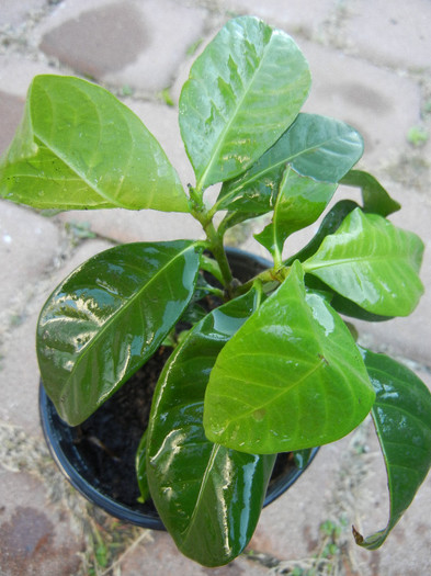 Gardenia (2012, November 04) - Gardenia jasminoides