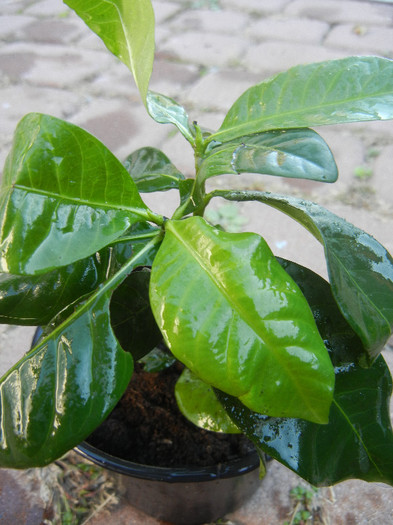 Gardenia (2012, November 04) - Gardenia jasminoides