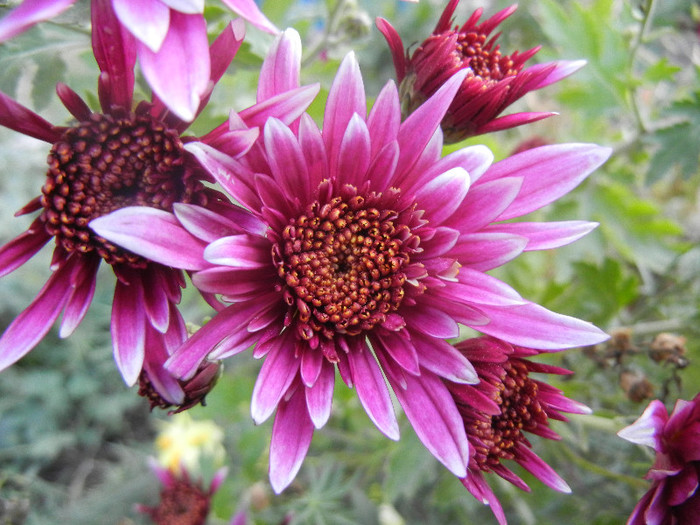 Purple & White Chrysanth (2012, Nov.03) - Purple White Chrysanthemum