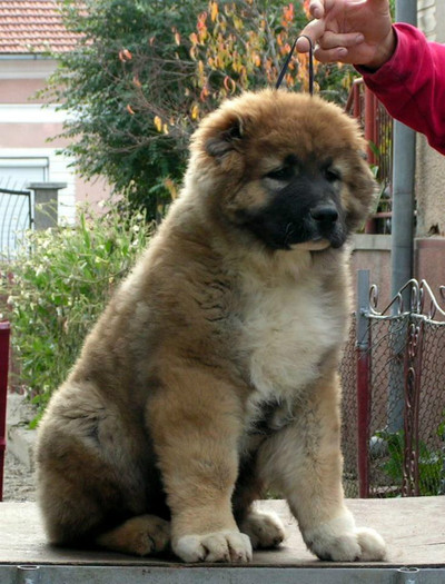 MASCUL 3,5 luni