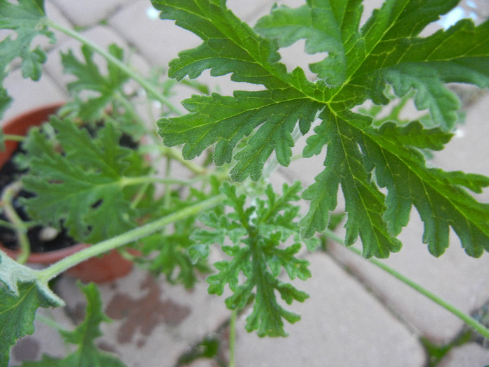 Nora Scented Geranium (2012, Nov.04) - Geranium Nora Scented