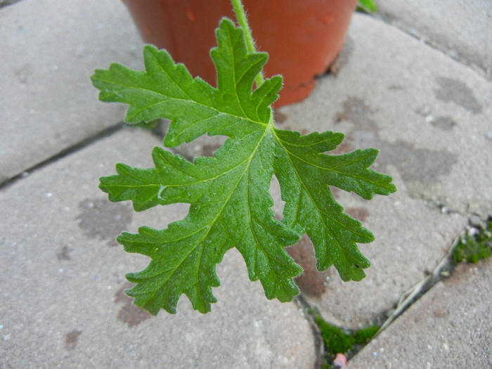 Nora Scented Geranium (2012, Nov.04)