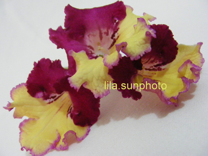  - streptocarpus WOW