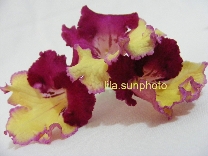  - streptocarpus WOW