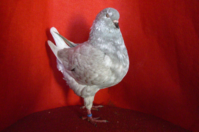 40 king tineret 2012 M 663