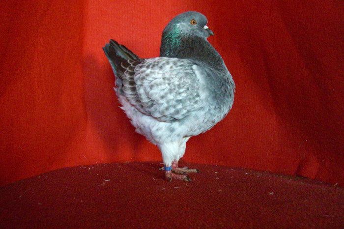 46 king tineret 2012 635 VINDUT - KING-DE VINZARE -TINERET 2012 tel 0721816603-sau-0763380649