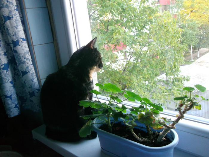 poze 010; a venit si vremea sa ne uitam pe geam afara, caci e cam frigut...:))
