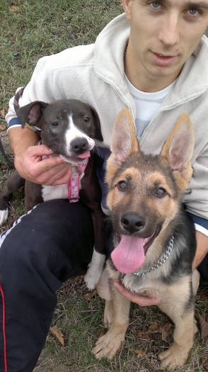 Picture 010 - 4-   ciobanesc german