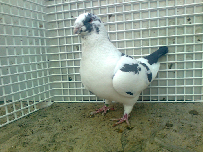 vandut