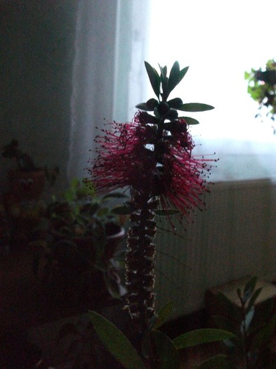 07.11.2012 - Callistemon