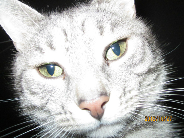 IMG_1634 - Tabby-pisicutul nostru drag