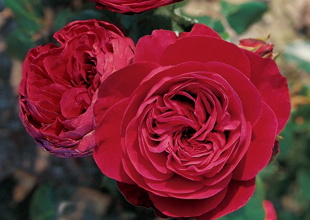 red_leonardo_da_vinci - achizitii de trandafiri pt toamna 2012
