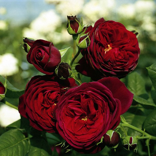 Gräfin von Hardenberg 2 buc - achizitii de trandafiri pt toamna 2012