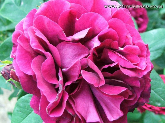 PIC_R2_Rose_Du_Roi_A_Fleurs_Pourpres