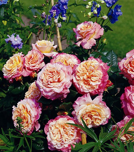 AUGUSTA LUISE - achizitii de trandafiri pt toamna 2012