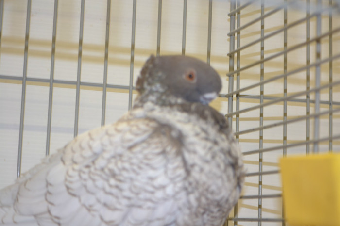 DSC_0117 - Expo Olanda Loon op Zand Noiembrie 2012