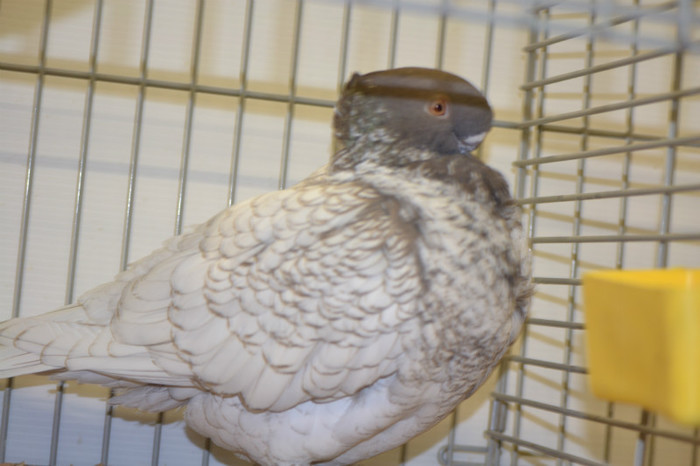 DSC_0118 - Expo Olanda Loon op Zand Noiembrie 2012