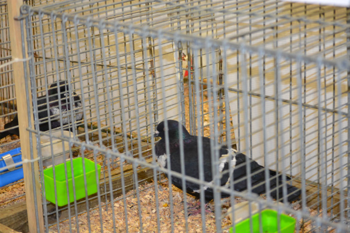 DSC_0120 - Expo Olanda Loon op Zand Noiembrie 2012