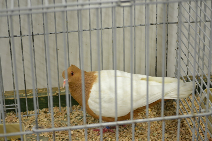 DSC_0125 - Expo Olanda Loon op Zand Noiembrie 2012