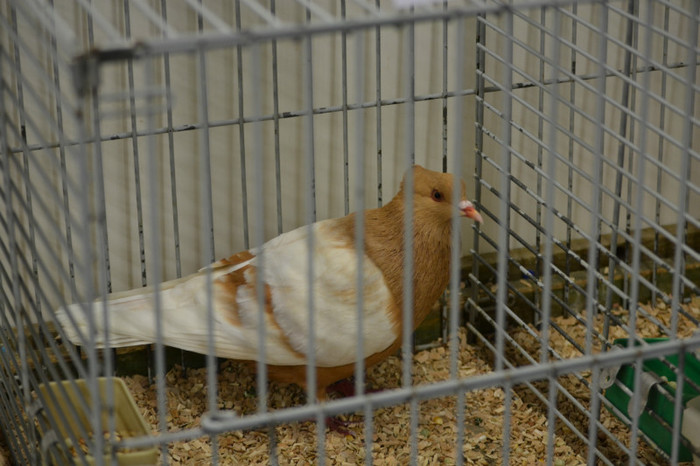 DSC_0126 - Expo Olanda Loon op Zand Noiembrie 2012