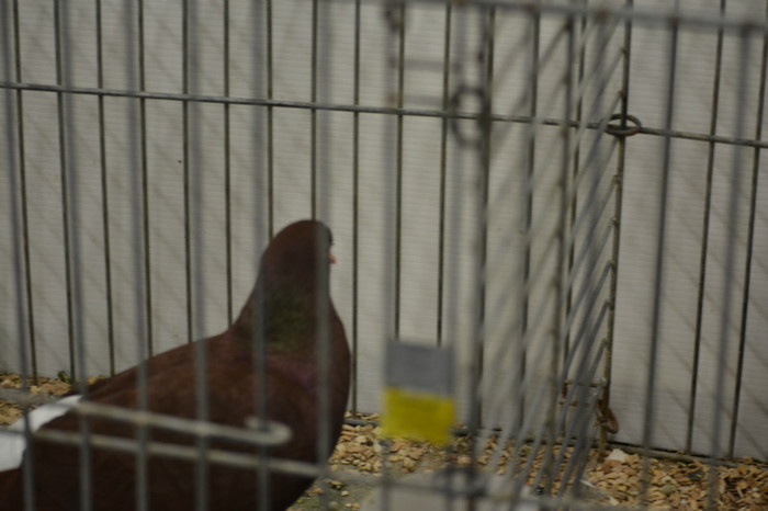 DSC_0130 - Expo Olanda Loon op Zand Noiembrie 2012