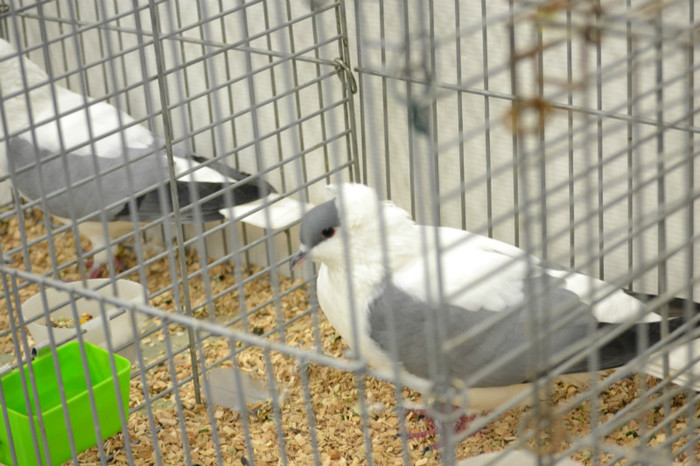 DSC_0132 - Expo Olanda Loon op Zand Noiembrie 2012