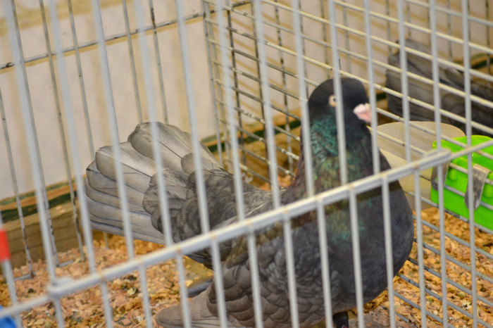 DSC_0142 - Expo Olanda Loon op Zand Noiembrie 2012