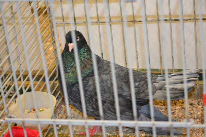 DSC_0143 - Expo Olanda Loon op Zand Noiembrie 2012