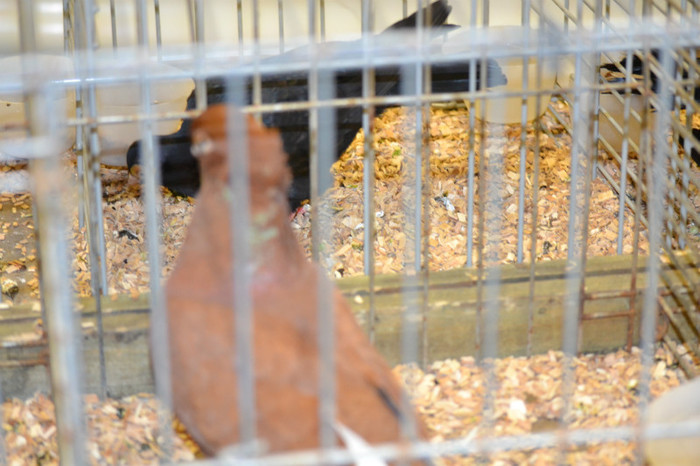 DSC_0146 - Expo Olanda Loon op Zand Noiembrie 2012