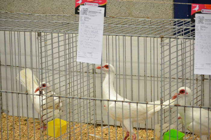DSC_0175 - Expo Olanda Loon op Zand Noiembrie 2012