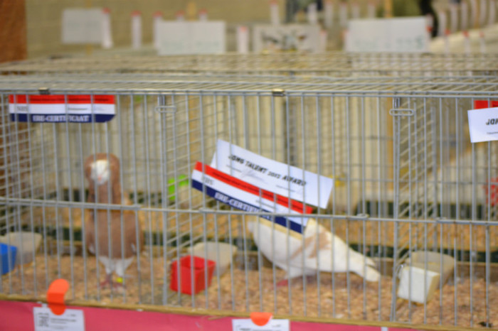 DSC_0188 - Expo Olanda Loon op Zand Noiembrie 2012