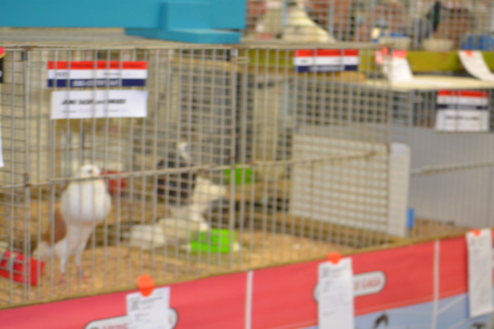 DSC_0191 - Expo Olanda Loon op Zand Noiembrie 2012