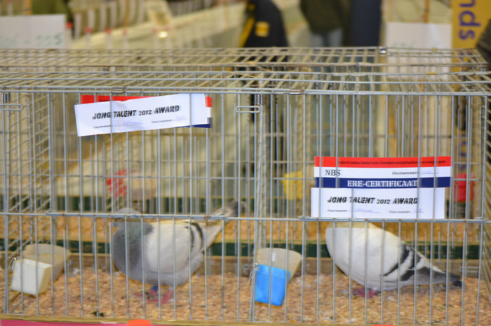 DSC_0195 - Expo Olanda Loon op Zand Noiembrie 2012