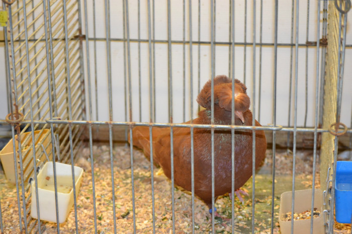 DSC_0215 - Expo Olanda Loon op Zand Noiembrie 2012