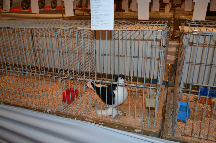 DSC_0260 - Expo Olanda Loon op Zand Noiembrie 2012