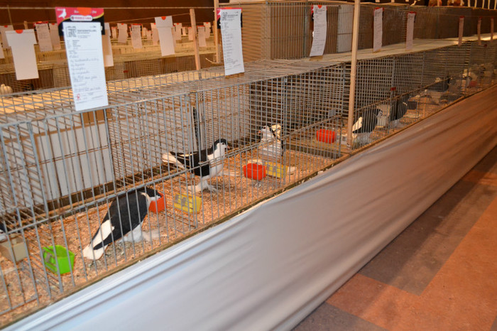 DSC_0261 - Expo Olanda Loon op Zand Noiembrie 2012