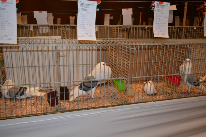 DSC_0269 - Expo Olanda Loon op Zand Noiembrie 2012