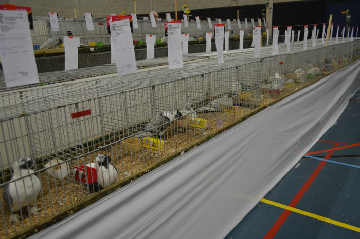 DSC_0277 - Expo Olanda Loon op Zand Noiembrie 2012