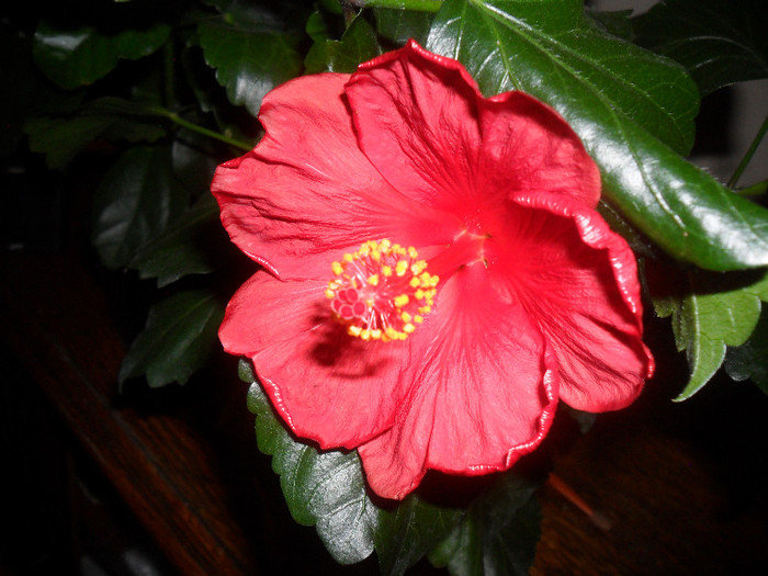 Hibiscus Wela Red