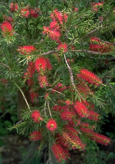 Callistemon_citrinus[1]