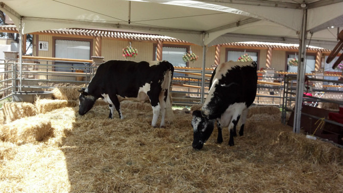 2012-07-21_15-23-17_836