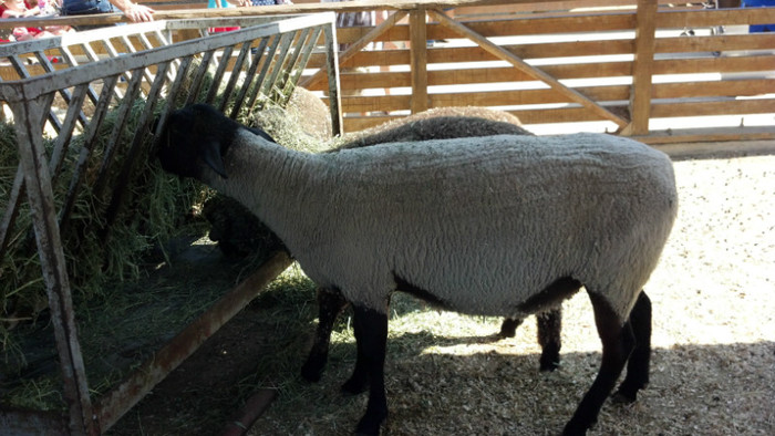 2012-07-21_15-54-08_61