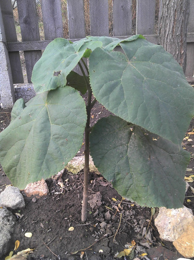 2012-11-04 14.29.20 - Paulownia