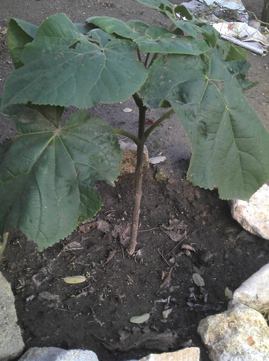 2012-11-04 14.30.38 - Paulownia