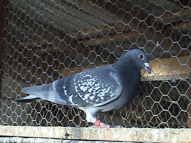 DSC03021 - Cele mai noi fotografii la cativa de la matca DE VANZARE