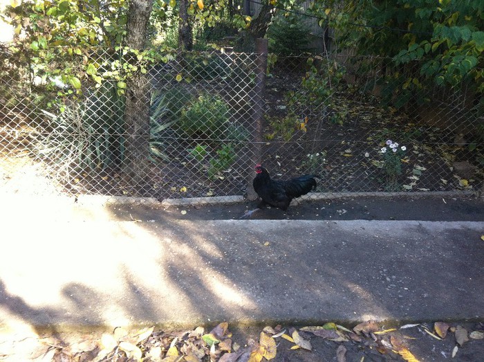 Achizitie Noua de la nerlam - Australorp Negru