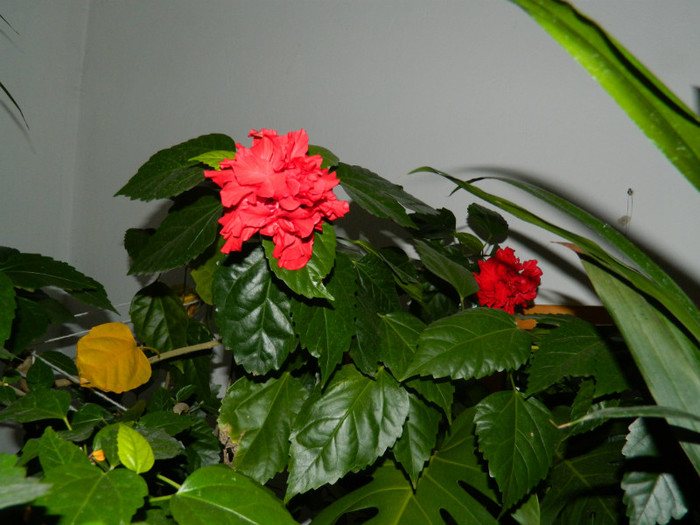 DSCN1208