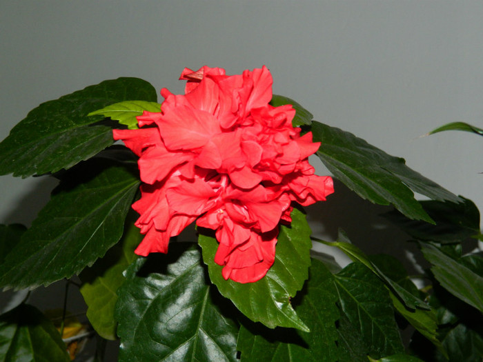 DSCN1209