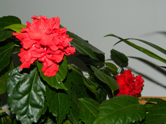 DSCN1210